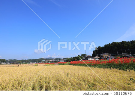 茨城縣日立市串石蒜 茨城縣日立市串石蒜 58110676