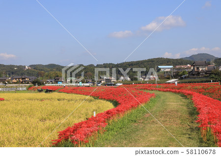 Cluster amaryllis Hitachiota City, Ibaraki Prefecture Cluster amaryllis Hitachiota City, Ibaraki Prefecture 58110678
