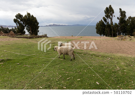 Sheep the Uro Islands,Peru 58110702