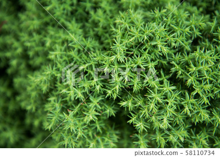 juniper branches close-up. background with juniper branches. 58110734