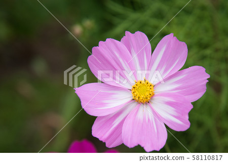 cosmea flower closeup. Heavily blurred background. Postcard. 58110817