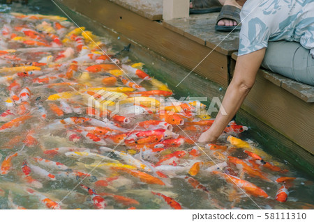 Woman feeding food to fancy carp fish by hand in the japanese pond. 58111310