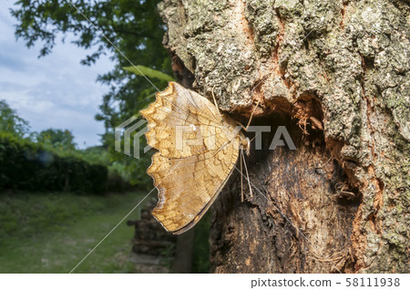 Kitatteja Kitatteja 58111938