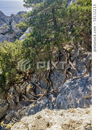 Relic juniper and pine groves , miraculously Relic juniper and pine groves , miraculously 58112213