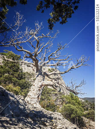 Relic juniper and pine groves , miraculously Relic juniper and pine groves , miraculously 58112214
