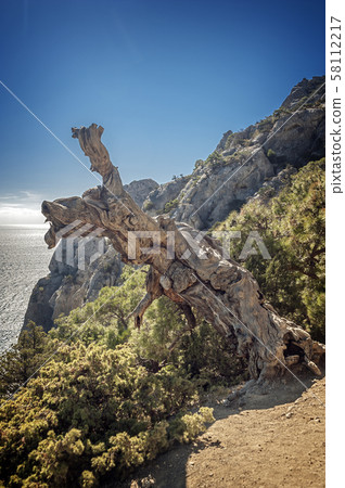Relic juniper and pine groves , miraculously 58112217
