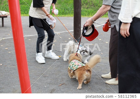 狗狗在公園散步時互相打招呼 58112365