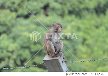 Monkey at hong kong, Kam Shan Country Park 2019 58112366