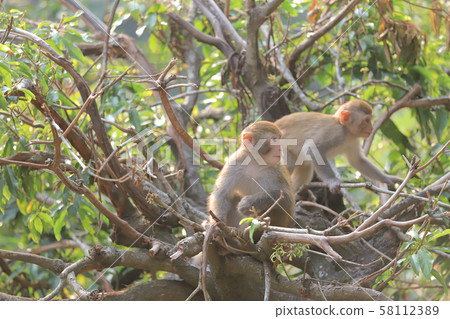 Monkey at hong kong, Kam Shan Country Park 2019 58112389