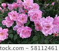 Pink rose 58112461