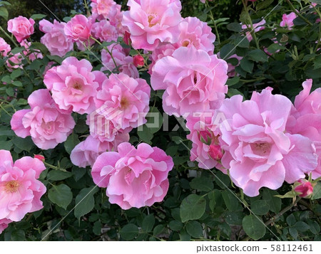 Pink rose Pink rose 58112461