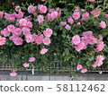 Rose in the garden 58112462