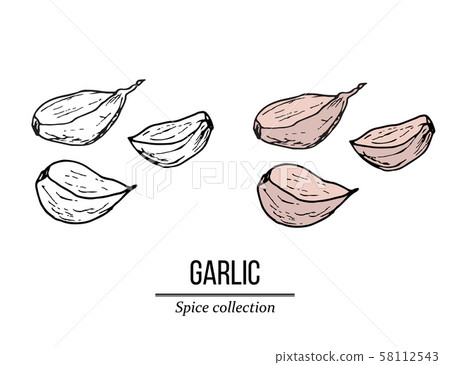 Spice collection, garlic hand drawn Spice collection, garlic hand drawn 58112543