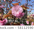 Double cherry blossoms 58112590