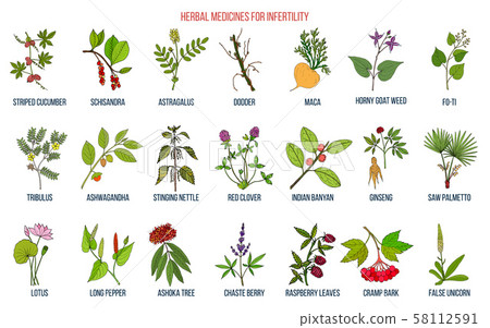 Best herbs for infertility Best herbs for infertility 58112591