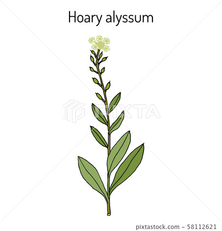 Hoary alyssum Berteroa incana , medicinal plant. Hoary alyssum Berteroa incana , medicinal plant. 58112621