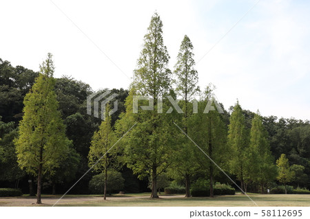 名古屋和平公園水杉 58112695
