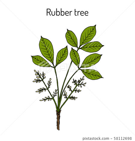 Rubber tree hevea brasiliensis Rubber tree hevea brasiliensis 58112698
