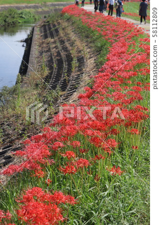 Cluster amaryllis Cluster amaryllis 58112809