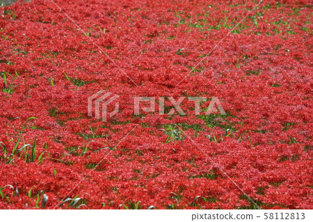 Cluster amaryllis Cluster amaryllis 58112813