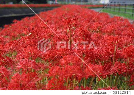 Cluster amaryllis 58112814