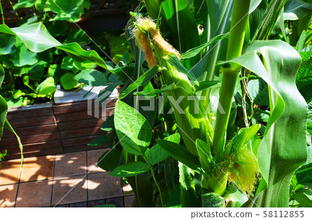 Corn on the veranda 58112855
