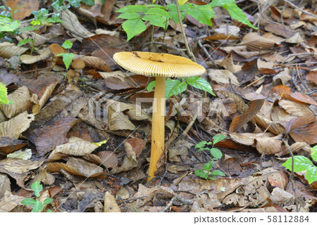 Cairo Tsurutake 58112884