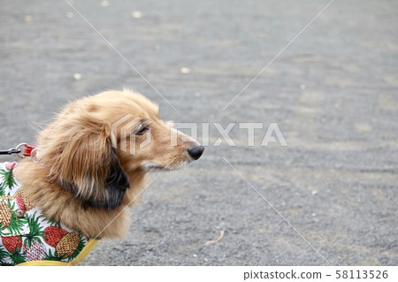 迷你臘腸犬散步的輪廓，紅色陰影 58113526