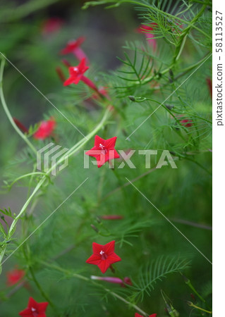 Lepinacea花 Lepinacea花 58113527