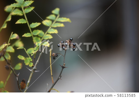 Sansho fruit 58113585