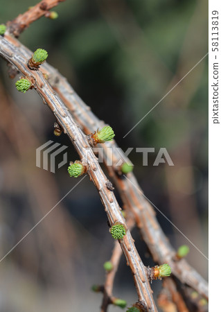 Larch Stiff Weeping Larch Stiff Weeping 58113819