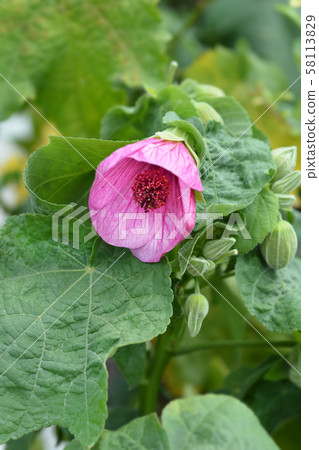 Chinese lantern 58113829