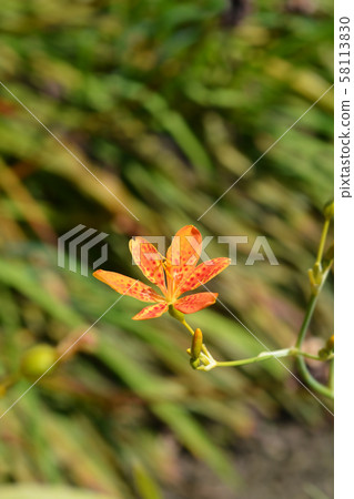 Leopard flower 58113830