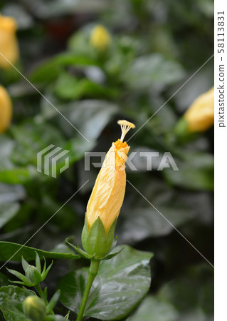 Chinese hibiscus Chinese hibiscus 58113831