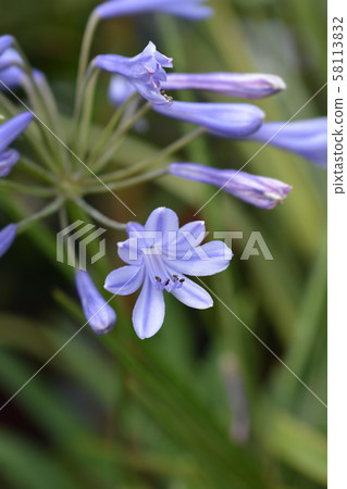 African Lily African Lily 58113832