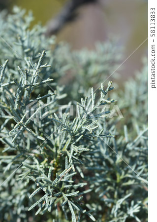 Blue Arizona Cypress Blue Arizona Cypress 58113833