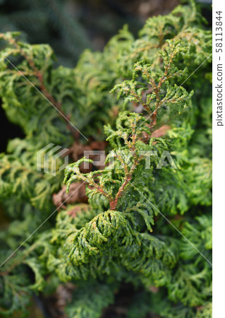 Hinoki cypress Maureen 58113844