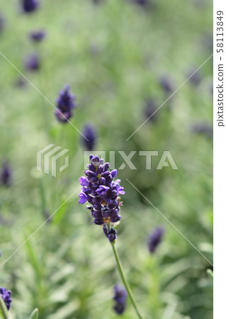 English lavender Hidcote 58113849