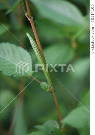 moroheiya的果實 58114109