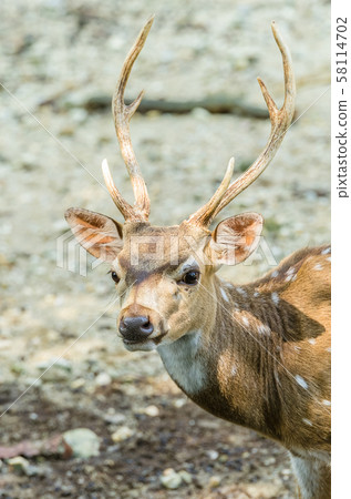 Sambar deer (Cervus unicolor equinis) Sambar deer (Cervus unicolor equinis) 58114702