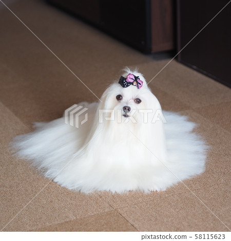 Maltese coat 2025