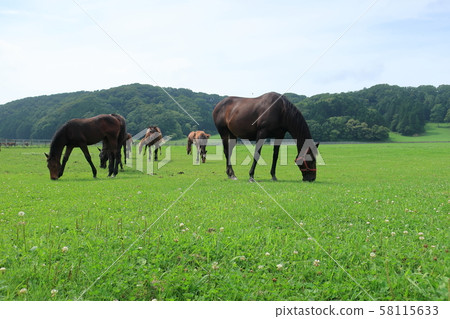 Thoroughbred eating pasture at the ranch in the northern land "Thoroughbred Ginza" 58115633