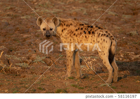 Whole Hyena at the right side of the frame Whole Hyena at the right side of the frame 58116197