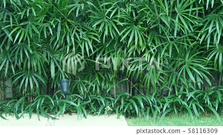 Nature wall of Lady palm tree or bamboo palm which in front of white color cement background wall for represent mood and tone of tropical asia jungle and refreshing feeling 58116309