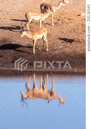 Impalas drinking from a waterhole Impalas drinking from a waterhole 58116341