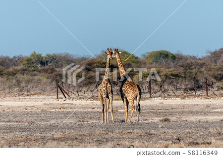 Giraffes in Etosha National Park 58116349