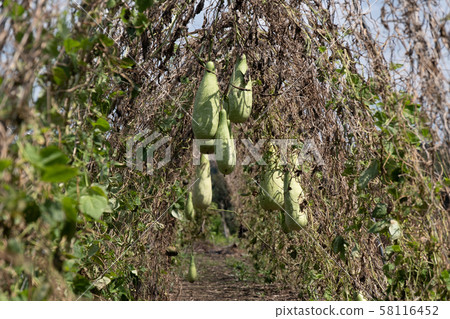 Sun-dried fields Sun-dried fields 58116452