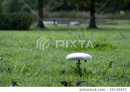 Grassland Grassland 58116453