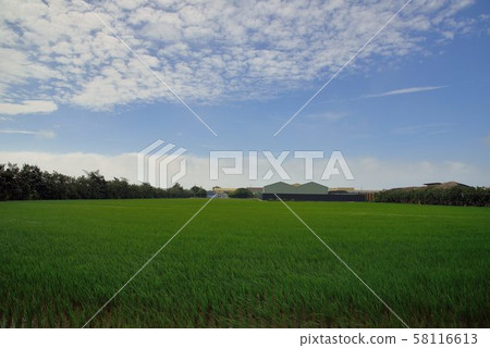 The background of the fall and fall of the resident rice fields. The background of the fall and fall of the resident rice fields. 58116613