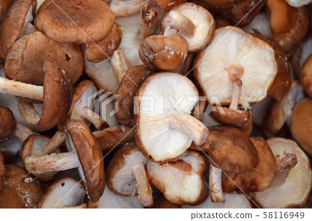 Shiitake edible mushrooms at retail display 58116949